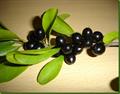 JUNGLEPLUM